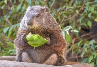 Een bosmarmot eet een groene appel; een hoogtepunt van Domaine des Messires vakantiepark, Grand Est.