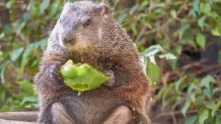 A groundhog enjoying a green apple, one of the highlights at Domaine des Messires holiday park, Grand Est.