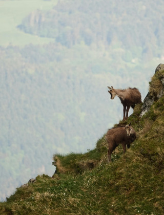 Two chamois traverse a steep, grassy hillside in the mountainous surroundings of Herpelmont, Grand Est.