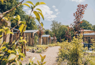 Righe di tiny house in legno tra piante verdi e alberi giovani sotto un cielo soleggiato estivo.