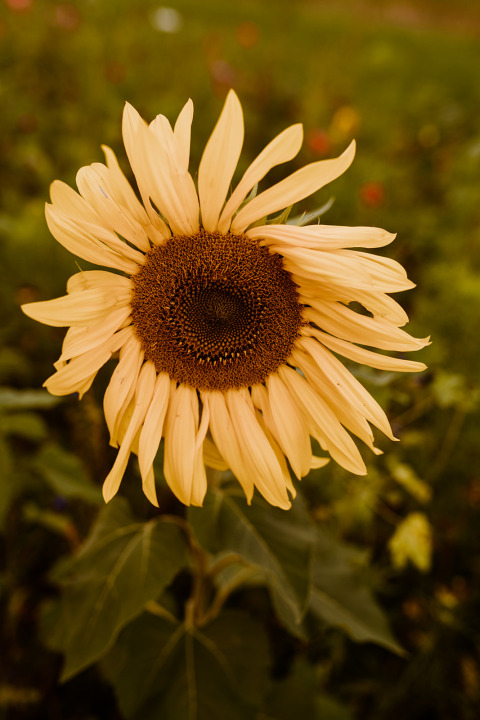 Une belle fleur de tournesol photographiée à Tiny house XL avec jacuzzi au Holiday park Eigen Wijze, Pays-Bas.