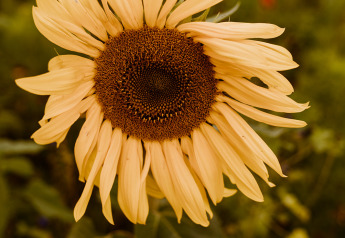 A beautiful sunflower blooming at Tiny house XL with jacuzzi at Holiday park Eigen Wijze in the Netherlands.