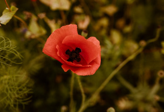 Gros plan d’un coquelicot rouge pris dans la nature au Tiny house XL avec jacuzzi du Holiday park Eigen Wijze.