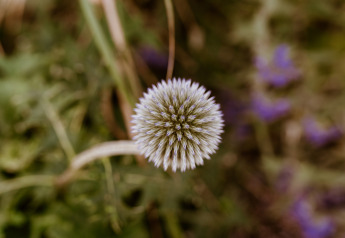 Nahaufnahme einer runden, stacheligen Blume von oben im Tiny house XL bei Holiday park Eigen Wijze, Niederlande.