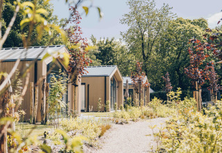 Tiny Lodge met hot tub in Veluwepark de Bosgraaf, Nederland, tussen weelderig groene bomen en planten.