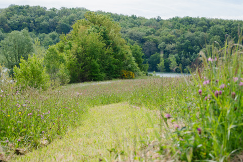 A grassy meadow with wildflowers at Domaine La Barbe holiday park in Occitanie, France, surrounded by trees.