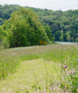 Prairie verdoyante et sentier à Domaine La Barbe, un parc de vacances en Occitanie, France, entouré d'arbres.