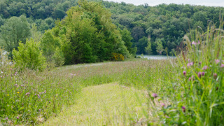 A grassy meadow with wildflowers at Domaine La Barbe holiday park in Occitanie, France, surrounded by trees.