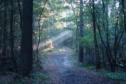 Wooded Area - De Koeksebelt - Ommen, Overijssel, Netherlands