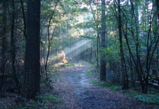 Wooded Area - De Koeksebelt - Ommen, Overijssel, Netherlands