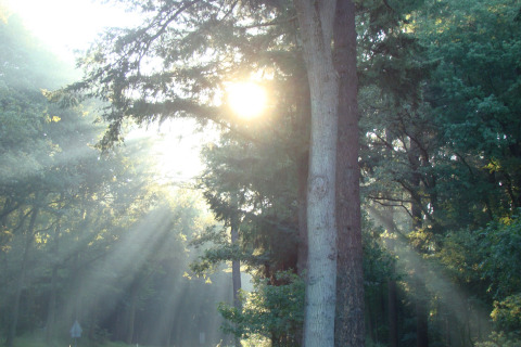 Il sole tra gli alberi - De Koeksebelt - Ommen, Overijssel, Paesi Bassi