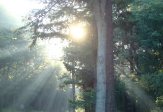 Soleil à travers les arbres - De Koeksebelt - Ommen, Overijssel, Pays-Bas
