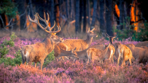 Eine Hirschherde weidet in violetten Blumen nahe dem Zweedse Huisjes, Beloofde Land, Niederlande, bei Sonnenuntergang.