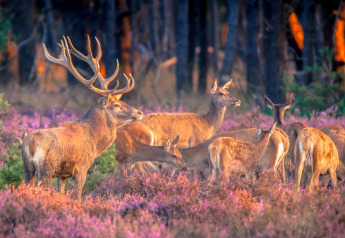 Una manada de ciervos pasta entre flores moradas al atardecer cerca de Zweedse Huisjes, Beloofde Land, Países Bajos.