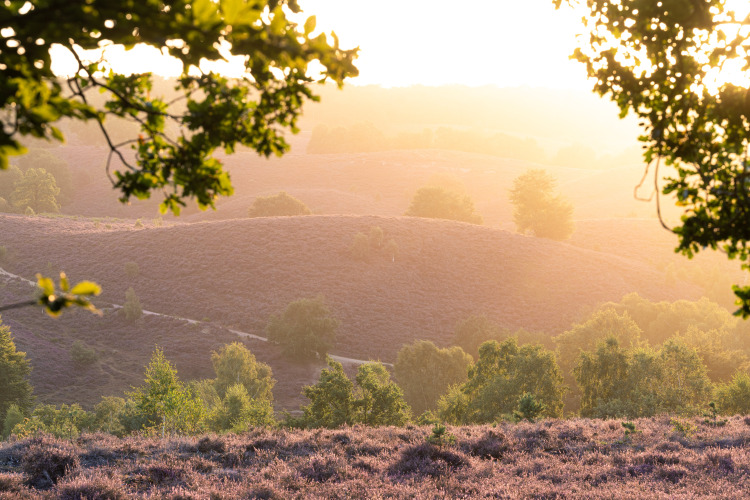 Lever du soleil sur des collines et arbres vu depuis la tente safari Konijntje huisje à Beloofde Land, Pays-Bas.