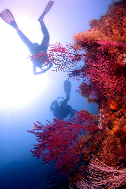 Two divers explore vibrant coral underwater at Camping Begur, a holiday park in Catalonia, Spain.