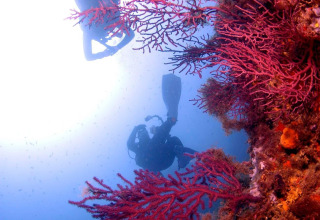 Two divers explore vibrant coral underwater at Camping Begur, a holiday park in Catalonia, Spain.