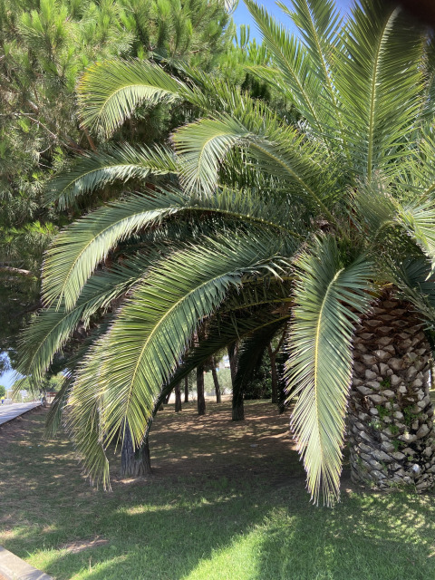 Palm and pine trees at Camping Begur holiday park in Catalonia, Spain, casting shadows on the grass.