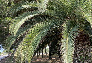 Palmen und Kiefern bei Camping Begur, einem Ferienpark in Katalonien, Spanien, unter blauem Himmel.