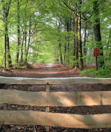 Forêt - De Witte Berg - Ootmarsum, Twente, Pays-Bas