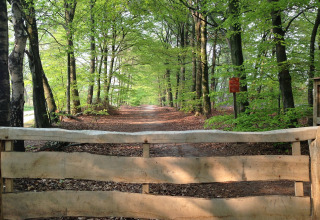 Skov - De Witte Berg - Ootmarsum, Twente, Holland