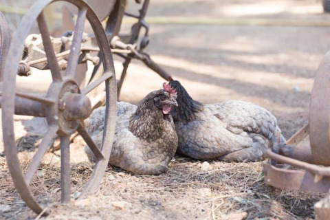 Two chickens resting under an old wagon in the sun at Camping Begur holiday park in Catalonia, Spain.