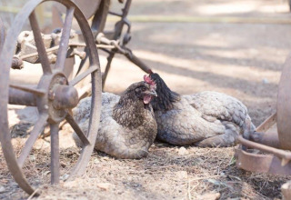 Due galline riposano sotto un vecchio carro al Camping Begur, parco vacanze in Catalogna, Spagna.
