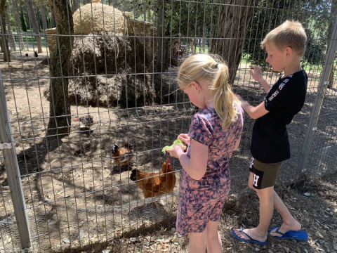 Two children feeding chickens through a fence at Camping Begur holiday park in Catalonia, Spain, on a sunny day.