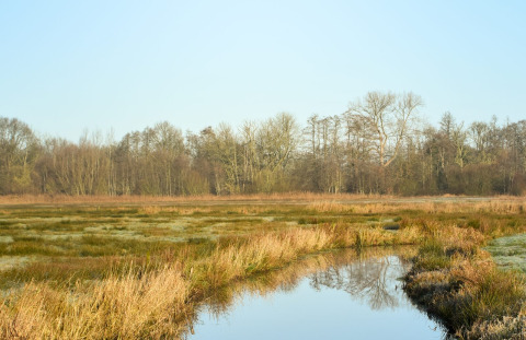 Naturaleza circundante - Camping Si-Es-An - Balkbrug, Overijssel, Países Bajos