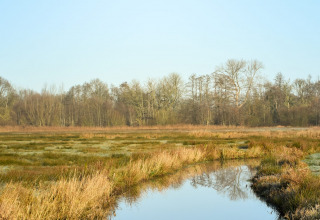 Naturaleza circundante - Camping Si-Es-An - Balkbrug, Overijssel, Países Bajos