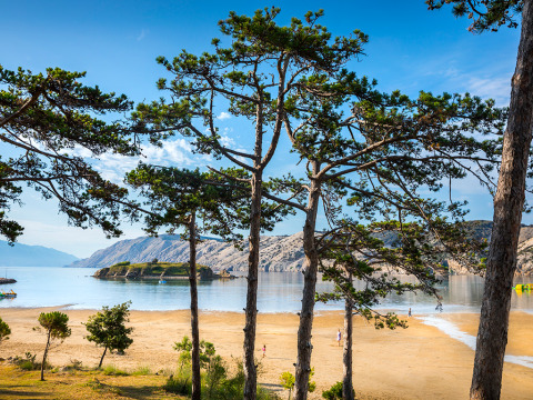 Uitzicht op het strand bij Valamar Camping San Marino met pijnbomen, zand en rustig water in Kroatië.