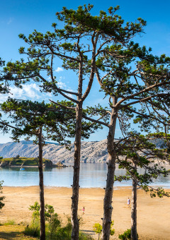 Zicht op het strand bij Valamar Camping San Marino met pijnbomen, zand en kalm water in Kroatië.