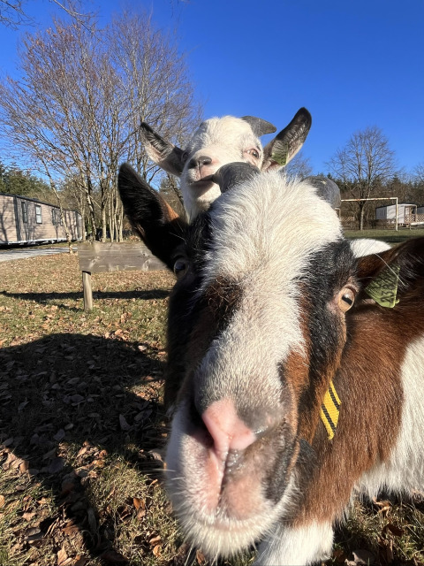 Two curious goats stand close to the camera on a sunny day at Camping Fuussekaul, Wiltz, Luxembourg.