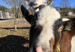 Dos cabras curiosas posan cerca de la cámara en un día soleado en Camping Fuussekaul, Wiltz, Luxemburgo.