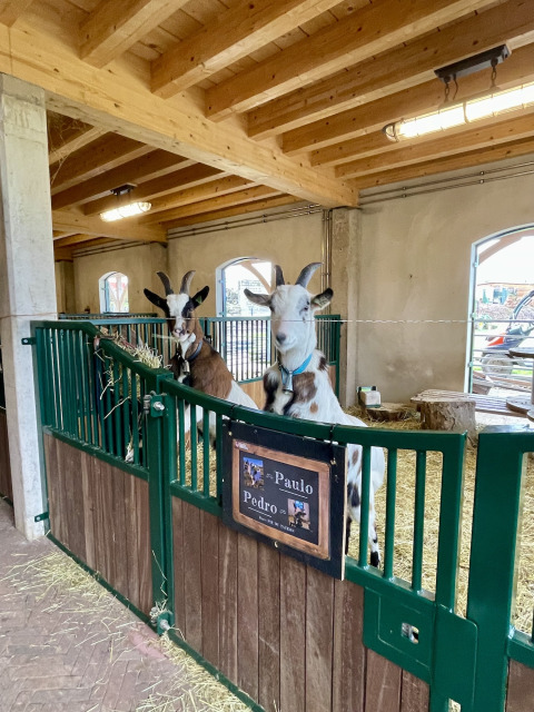 Cabras en un establo de Camping Fuussekaul, parque vacacional en Wiltz, Luxemburgo. Entorno acogedor.