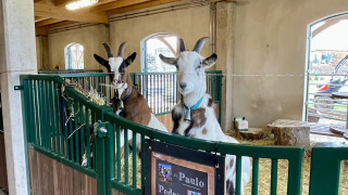 Geiten in een stal op Camping Fuussekaul, vakantiedomein in Wiltz, Luxemburg. Gezellige inrichting.