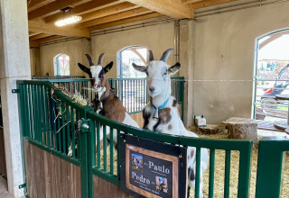 Goats in a stable at Camping Fuussekaul holiday park in Wiltz, Luxembourg. Wooden beams and hay visible.