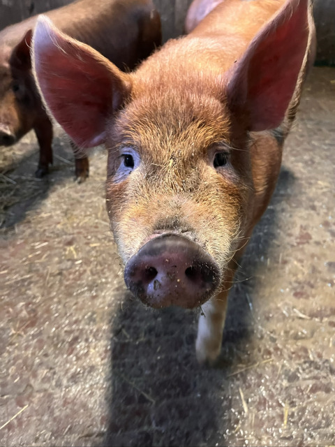 Close-up of a curious piglet inside a pen at Camping Fuussekaul holiday park in Wiltz, Luxembourg.