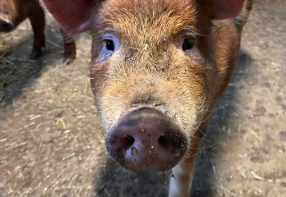 Close-up of a curious piglet inside a pen at Camping Fuussekaul holiday park in Wiltz, Luxembourg.