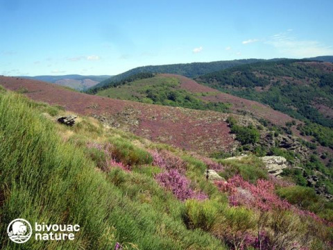 View of rolling hills and purple heather fields at Bivouac nature holiday park in Occitanie, France.