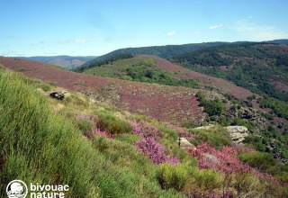 Vista di colline ondulate e campi di erica viola al villaggio vacanze Bivouac nature in Occitania, Francia.