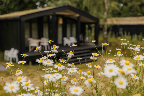 Wilde bloemen voor The Hills met Hottub lodge bij Wilsumer Berge, Duitsland, met vage achtergrond.