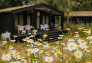 Wilde bloemen voor The Hills met Hottub lodge bij Wilsumer Berge, Duitsland, met vage achtergrond.
