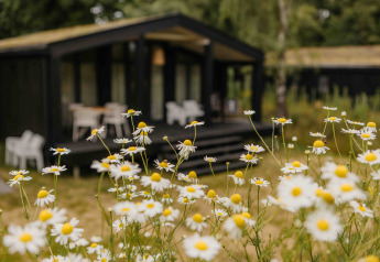 Wilde bloemen voor het The Hills met Hottub lodge bij Wilsumer Berge, Duitsland, met wazige achtergrond.