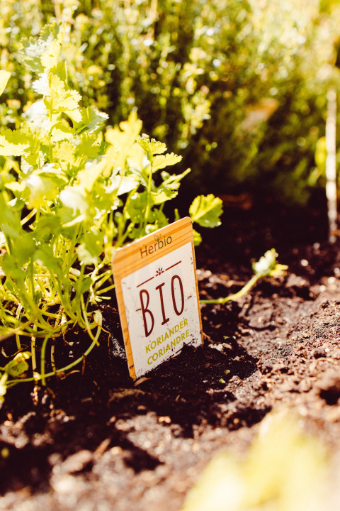 Organic coriander plant with label in the herb garden at Camping Liefrange in Wiltz, Luxembourg.