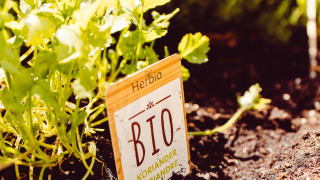 Korianderpflanze mit Bio-Schild im Garten bei Camping Liefrange in Wiltz, Luxemburg.