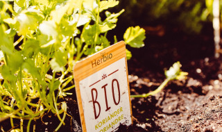 Korianderpflanze mit Bio-Schild im Garten bei Camping Liefrange in Wiltz, Luxemburg.