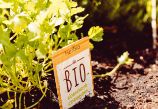 Organic coriander plant with label in the herb garden at Camping Liefrange in Wiltz, Luxembourg.