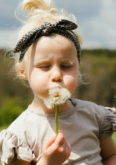 Kleines Mädchen mit Stirnband pustet Pusteblume auf Camping Liefrange in Wiltz, Luxemburg.