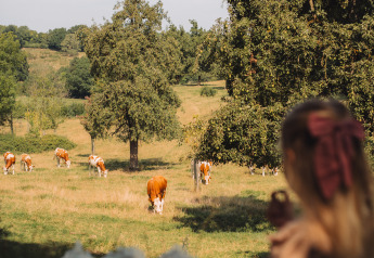 Woman with bow sits on a picnic blanket in the shade, watching cows graze in a sunny field near a lodge.